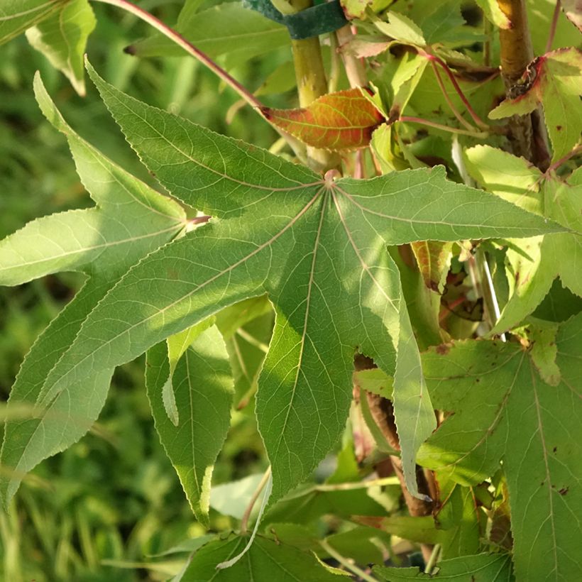 Liquidambar styraciflua Thea - Amberbaum (Foliage)