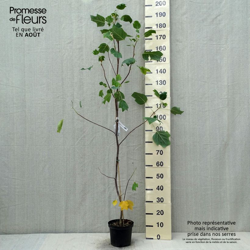 Exemplar von Liriodendron tulipifera Aureomarginatum - Tulpenbaum Topf mit 3L/4L wie im Sommer geliefert