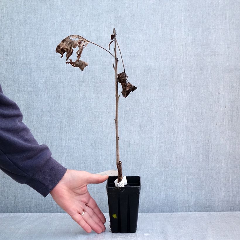 Exemplar von Liriodendron tulipifera Emerald City - Tulpenbaum Topf mit 1L/1,5L wie im Herbst geliefert