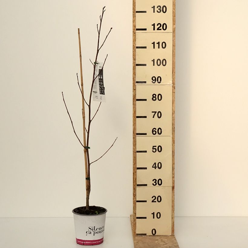 Exemplar von Liriodendron tulipifera Fastigiata - Tulpenbaum Topf mit 4L/5L wie im Winter geliefert