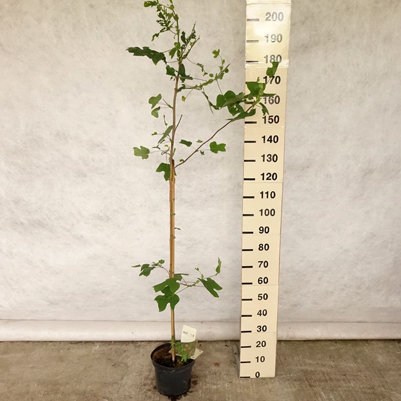 Exemplar von Liriodendron tulipifera - Tulpenbaum Topf mit 4L/5L wie im Sommer geliefert