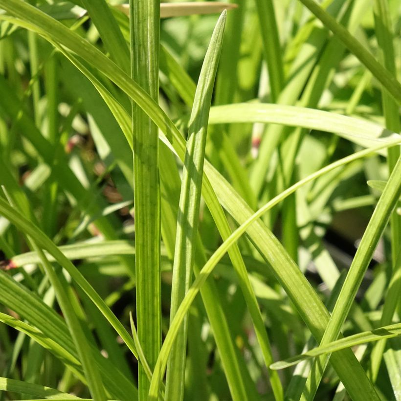 Liriope muscari Big Blue - Lilientraube (Foliage)