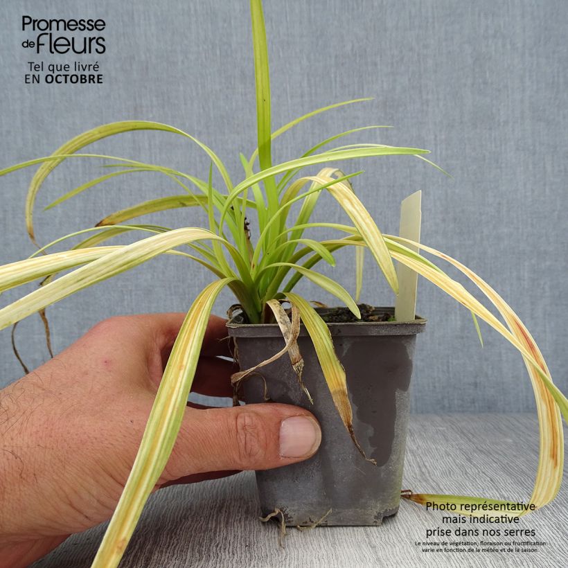 Example of Liriope muscari Big Blue - Lilientraube Kleine Töpfe von 8/9 cm as you get in automne