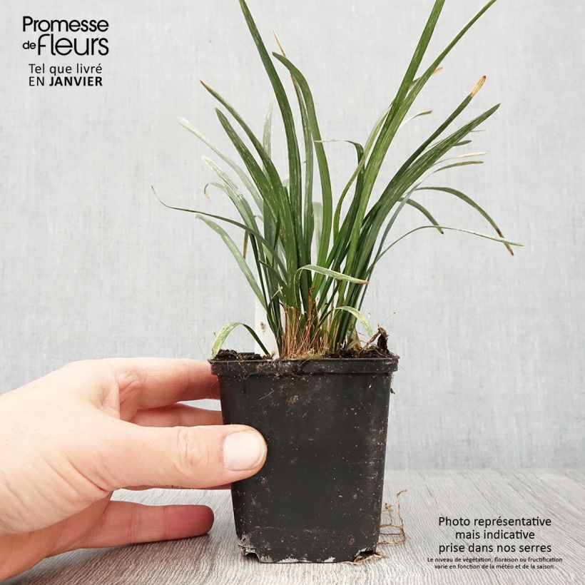 Exemplar von Liriope muscari Big Blue - Lilientraube Kleine Töpfe von 8/9 cm wie im Winter geliefert