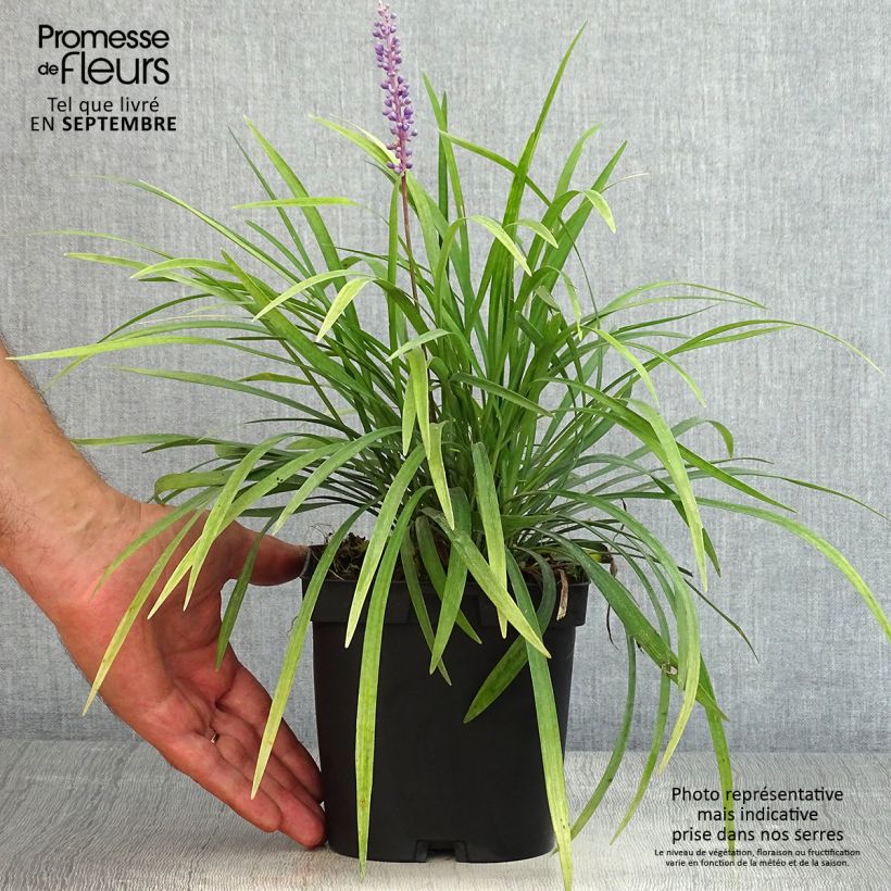 Example of Liriope muscari - Lilientraube Topf mit 2L/3L as you get in ete
