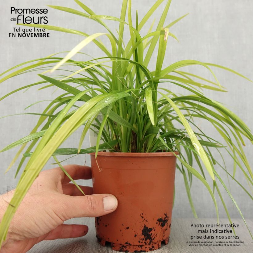 Example of Liriope muscari Evergreen Giant Topf mit 1L/1,5L as you get in automne