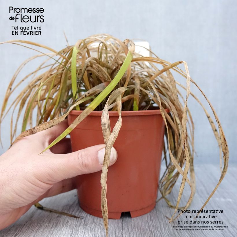 Exemplar von Liriope muscari Evergreen Giant Topf mit 1L/1,5L wie im Winter geliefert