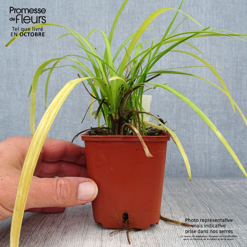 Example of Liriope muscari Evergreen Giant Kleine Töpfe von 8/9 cm as you get in automne