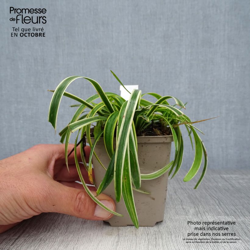 Example of Liriope muscari Gold Banded - Lilientraube Kleine Töpfe von 8/9 cm as you get in automne