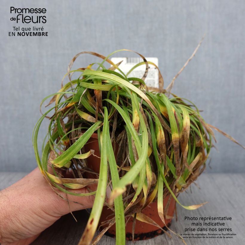 Example of Liriope muscari Ingwersen - Lilientraube Topf mit 1L/1,5L as you get in automne