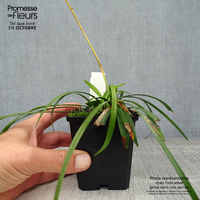 Example of Liriope muscari Ingwersen - Lilientraube Kleine Töpfe von 8/9 cm as you get in automne