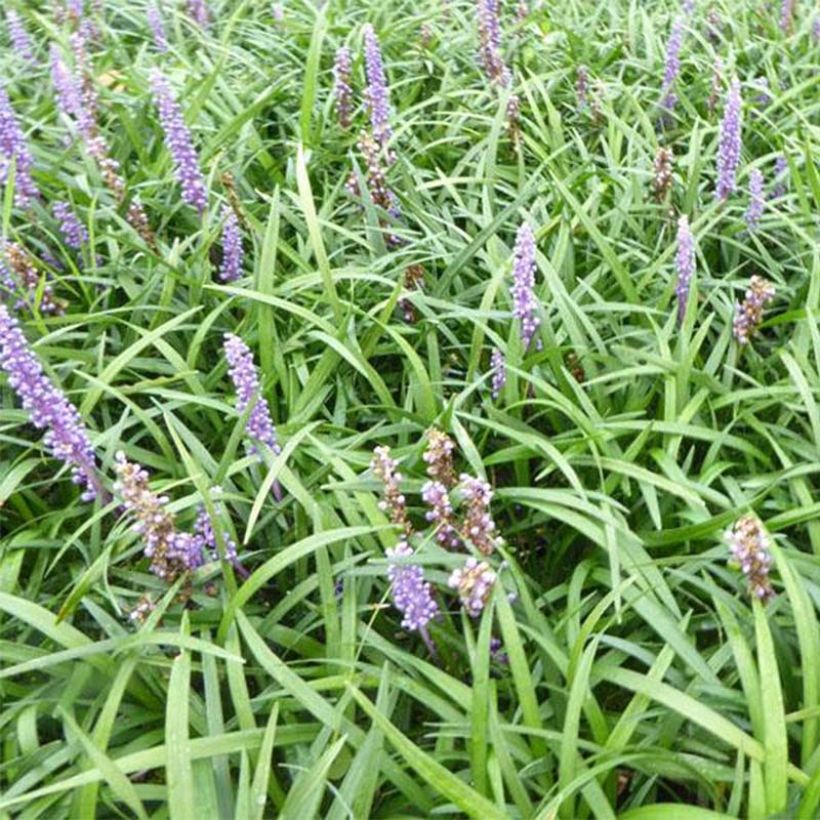 Liriope muscari Lilac Wonder - Lilientraube (Flowering)