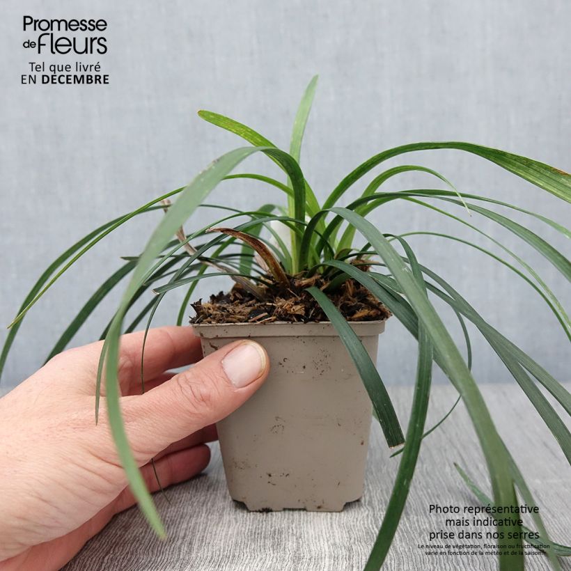 Example of Liriope muscari Majestic - Lilientraube Kleine Töpfe von 8/9 cm as you get in automne