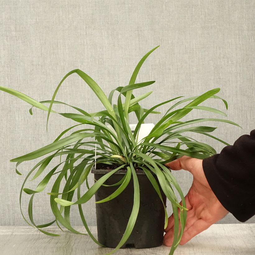 Example of Liriope muscari Monroe White - Lilientraube Topf mit 2L/3L as you get in automne