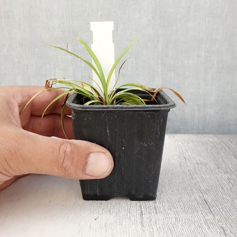 Example of Liriope muscari Okina - Lilientraube Kleine Töpfe von 8/9 cm as you get in ete