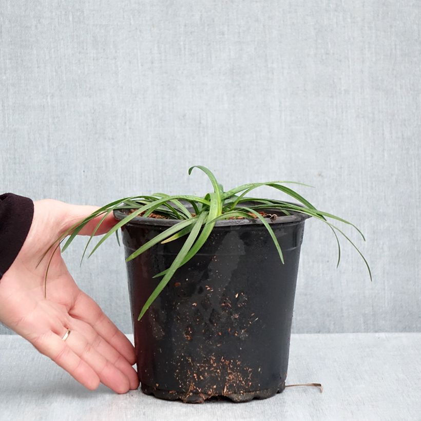 Exemplar von Liriope muscari - Lilientraube Topf mit 2L/3L wie im Herbst geliefert