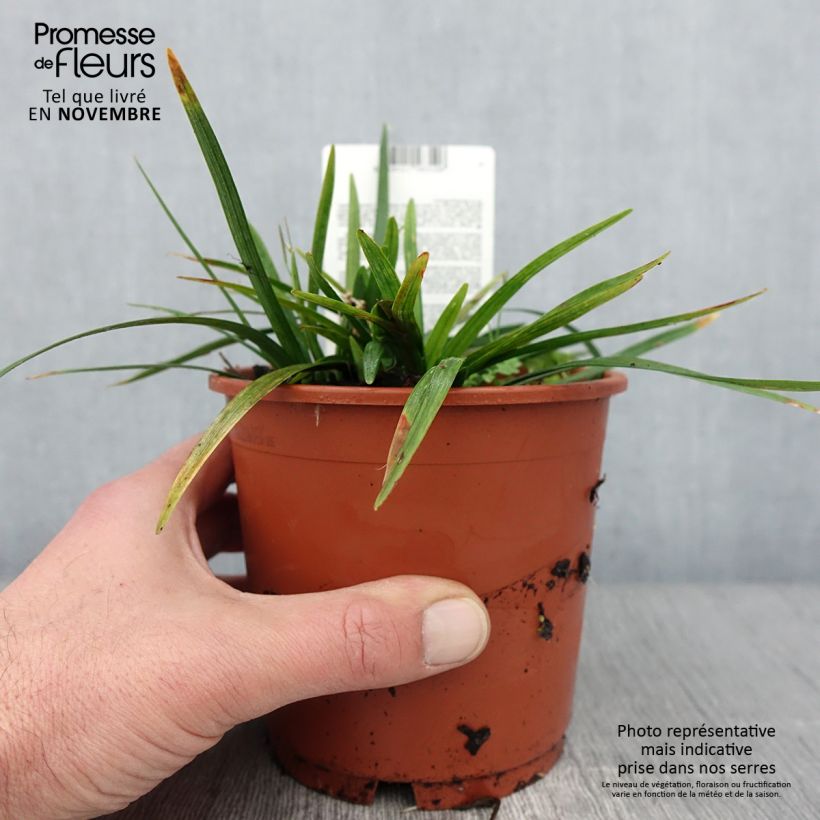 Example of Liriope muscari Royal Purple - Lilientraube Topf mit 1L/1,5L as you get in automne