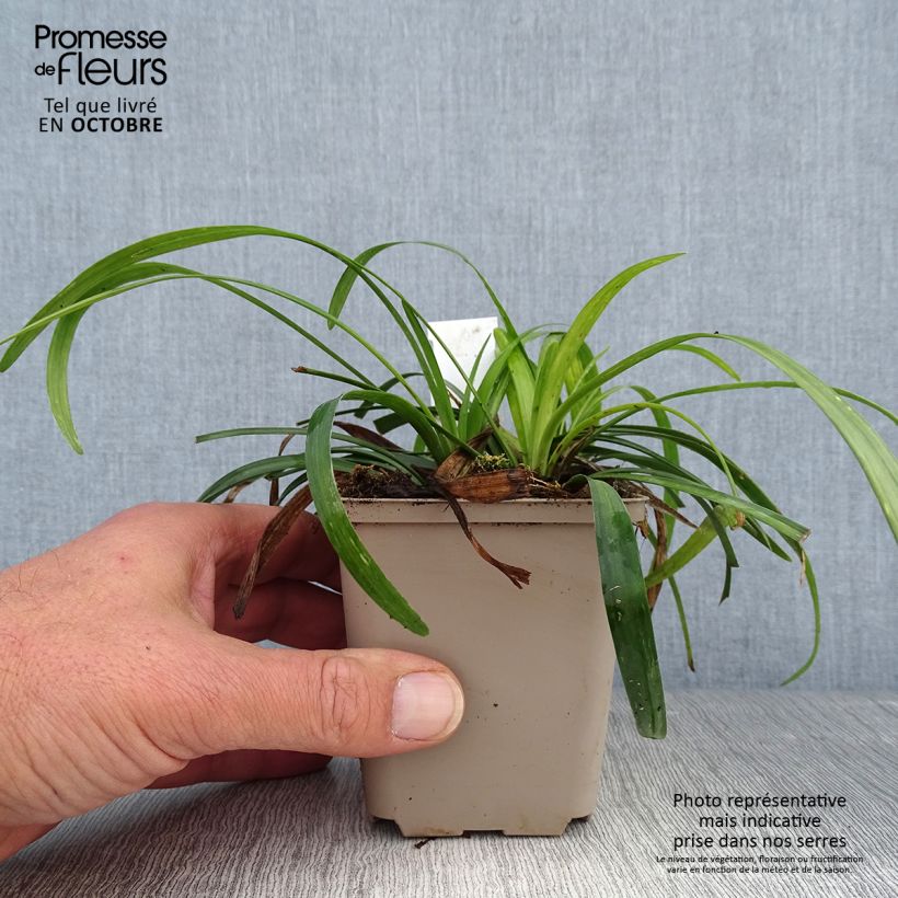Example of Liriope muscari Royal Purple - Lilientraube Kleine Töpfe von 8/9 cm as you get in automne