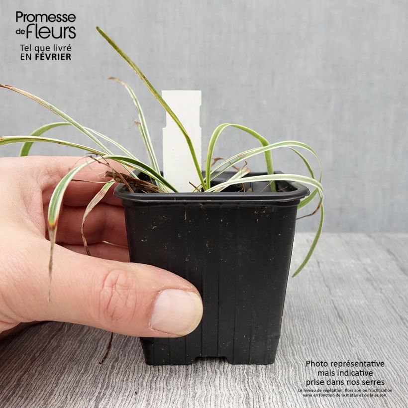 Exemplar von Liriope muscari Silvery Sunproof - Lilientraube Kleine Töpfe von 8/9 cm wie im Winter geliefert