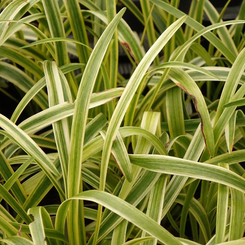 Liriope muscari Silvery Sunproof - Lilientraube (Foliage)