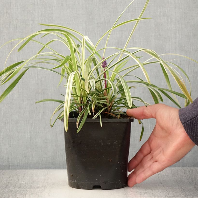 Example of Liriope muscari Variegata - Lilientraube Topf mit 2L/3L as you get in ete