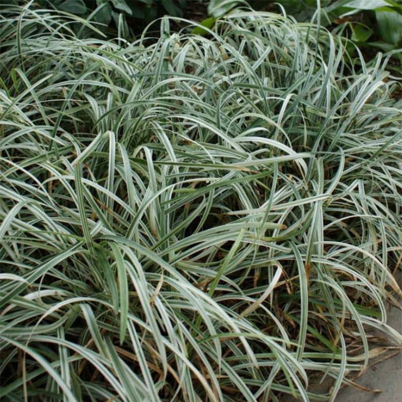 Liriope spicata Silver Dragon - Lilientraube (Plant habit)