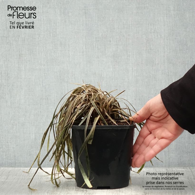 Example of Liriope spicata Silver Dragon - Lilientraube Topf mit 2L/3L as you get in hiver