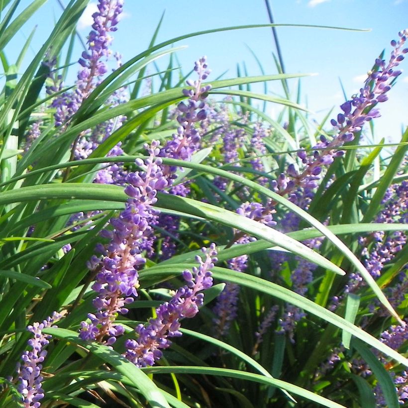 Liriope muscari Super Blue - Lilientraube (Flowering)