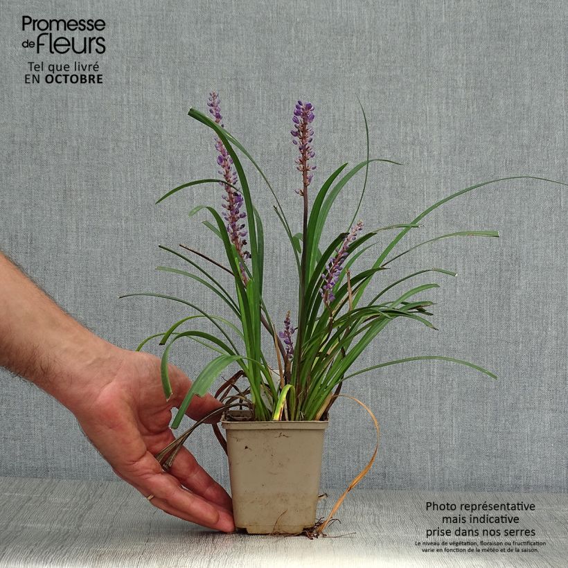 Example of Liriope muscari Super Blue - Lilientraube Kleine Töpfe von 8/9 cm as you get in automne