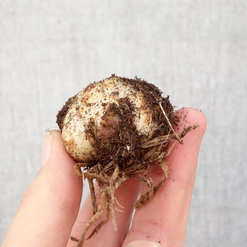 Exemplar von Asiatische Lilie Bald Eagle - Lilium Zwiebel Kaliber/Größe 16/18 wie im Frühjahr geliefert