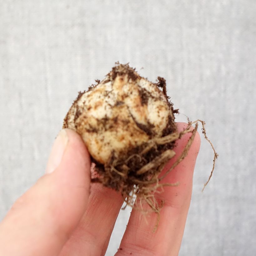 Exemplar von Asiatische Lilie Gwen - Lilium Zwiebel Kaliber/Größe 14+ wie im Frühjahr geliefert