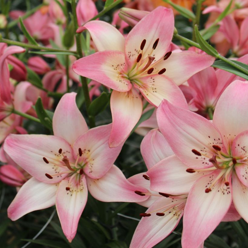 Asiatische Lilie Rosella's Dream - Lilium (Flowering)