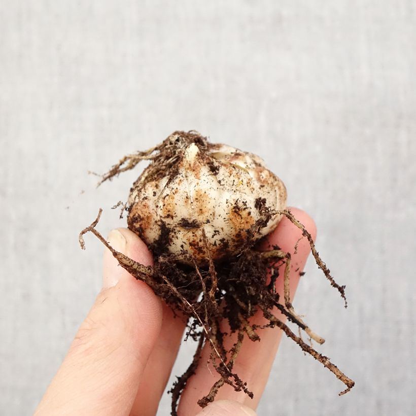 Exemplar von Asiatische Lilie Rozalynn - Lilium Zwiebel Kaliber/Größe 14/16 wie im Frühjahr geliefert