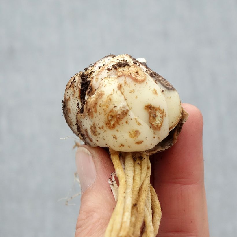 Example of Orientalische Lilie Barolo - Lilium Zwiebel size 16/18 as you get in printemps