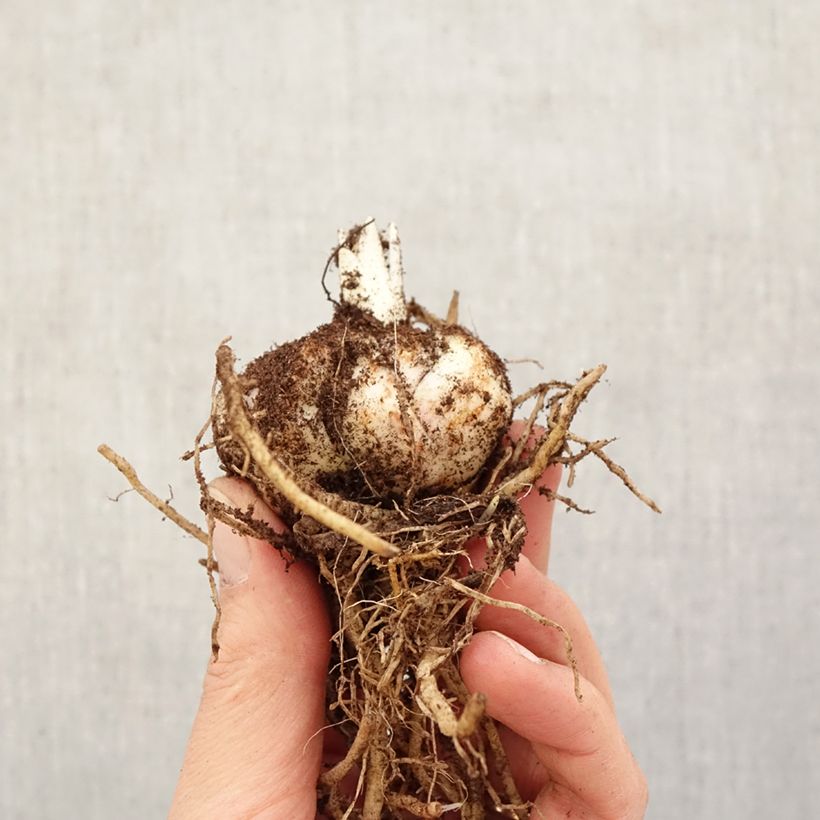 Exemplar von Hybrid-Lilie Calabria - Lilium Zwiebel Kaliber/Größe 14/16 wie im Frühjahr geliefert