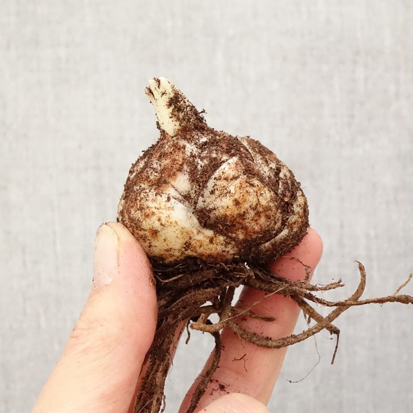 Exemplar von Hybrid Lilie Kesla - Lilium Zwiebel Kaliber/Größe 18/20 wie im Frühjahr geliefert