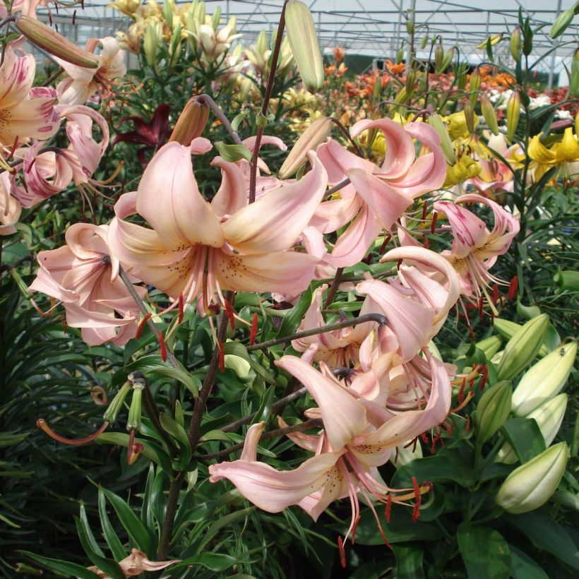 Orientalische Lilie Pink Flavour - Lilium (Flowering)