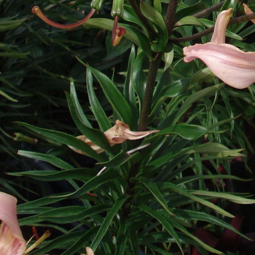 Orientalische Lilie Pink Flavour - Lilium (Foliage)