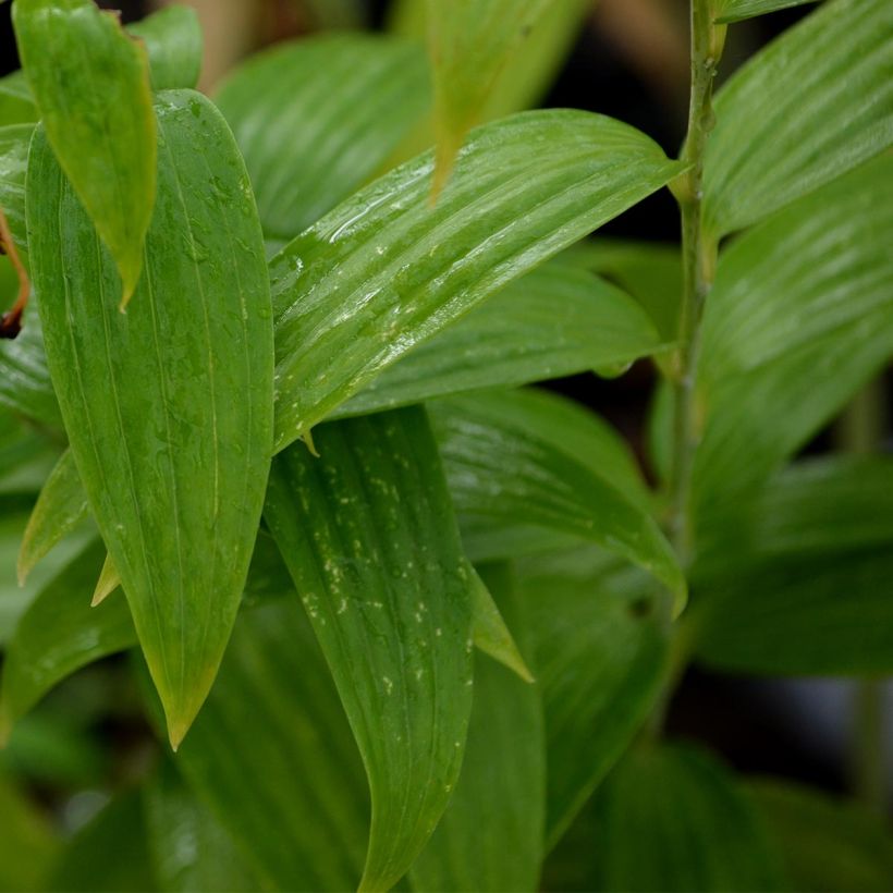 Lilie Var. Album - Lilium speciosum var. album (Foliage)