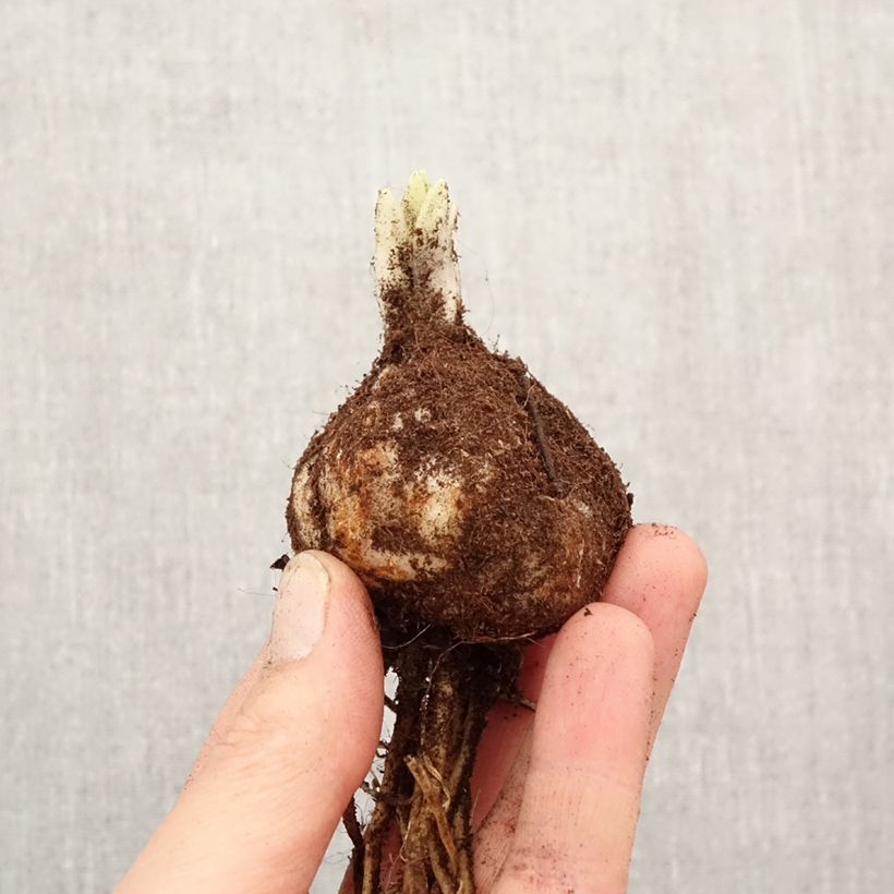 Exemplar von Orientalische Lilie Volvic - Lilium Zwiebel Kaliber/Größe 18/20 wie im Frühjahr geliefert