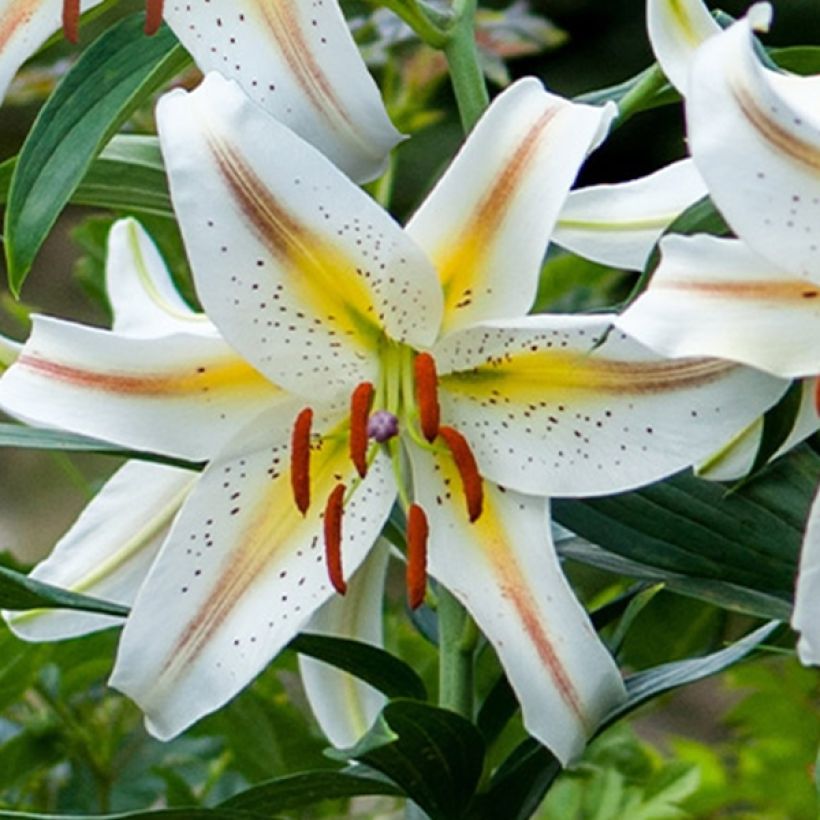 Orientalische Lilie Garden Party - Lilium (Flowering)