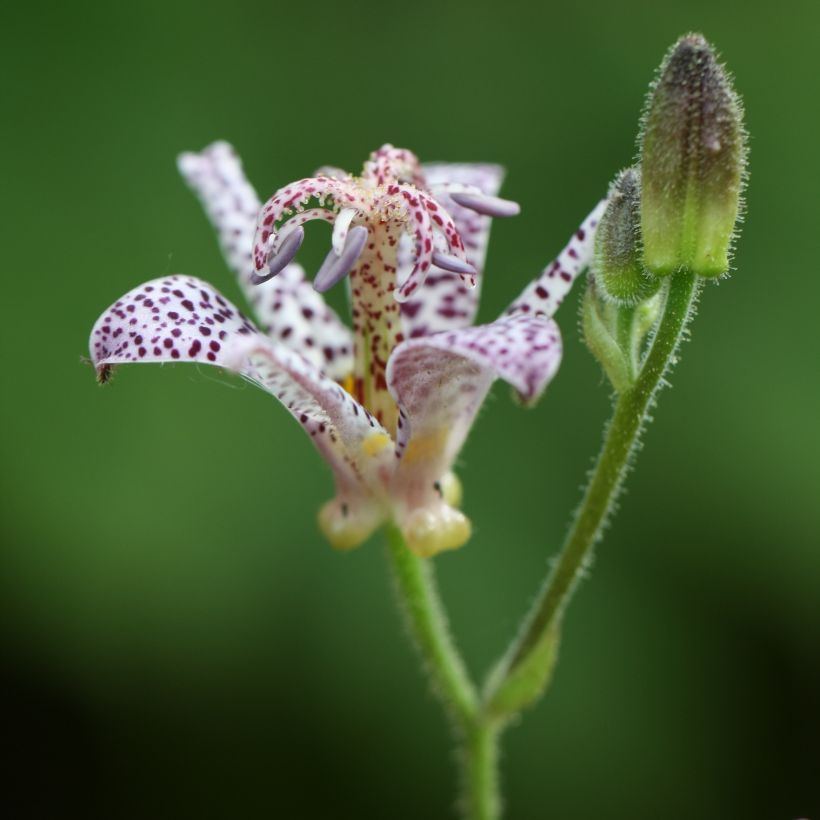 Tricyrtis hirta Tricyrtis hirta - Krötenlilie (Flowering)