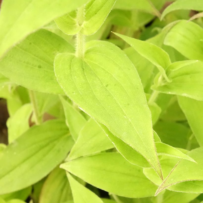 Tricyrtis hirta Tricyrtis hirta - Krötenlilie (Foliage)