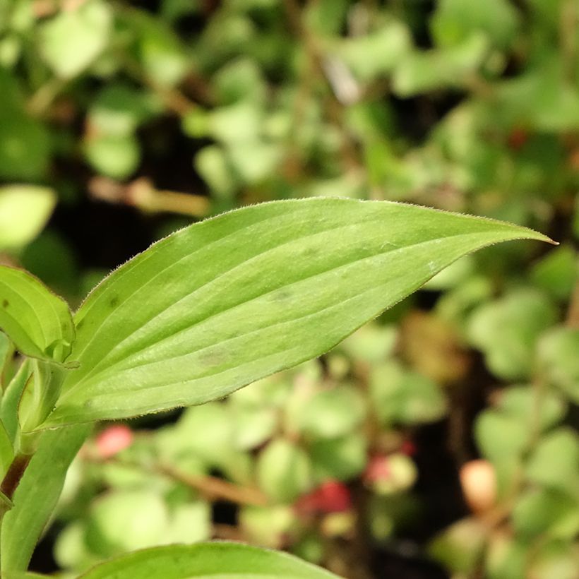 Tricyrtis hirta Miyazaki - Krötenlilie (Foliage)