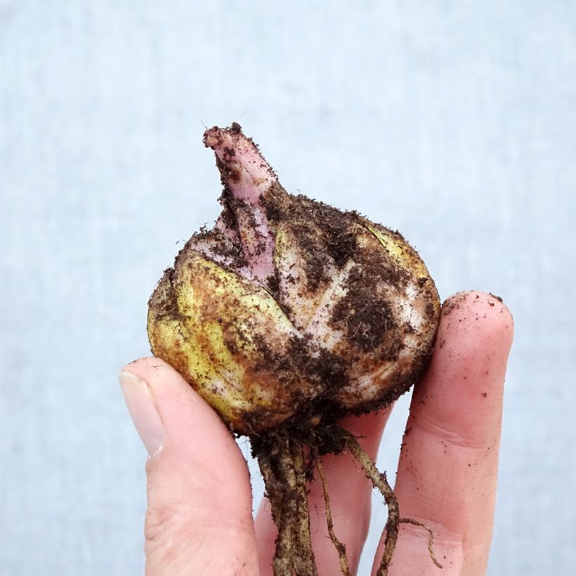 Exemplar von Orientalische Lilie Brasilia - Lilium Zwiebel Kaliber/Größe 16/18 wie im Frühjahr geliefert