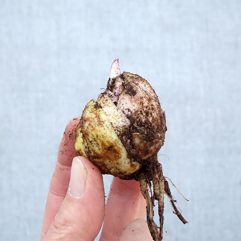 Exemplar von Orientalische Lilie Hocus Pocus - Lilium Zwiebel Kaliber/Größe 16/18 wie im Frühjahr geliefert