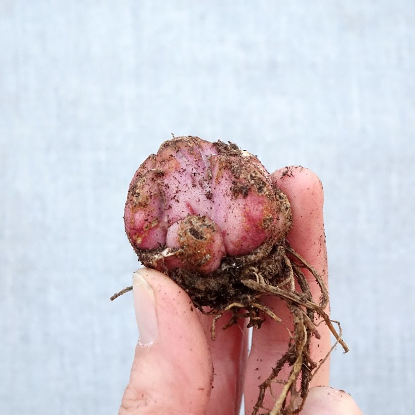 Exemplar von Orientalische Lilie Salmon Party - Lilium Zwiebel Kaliber/Größe 16/18 wie im Frühjahr geliefert