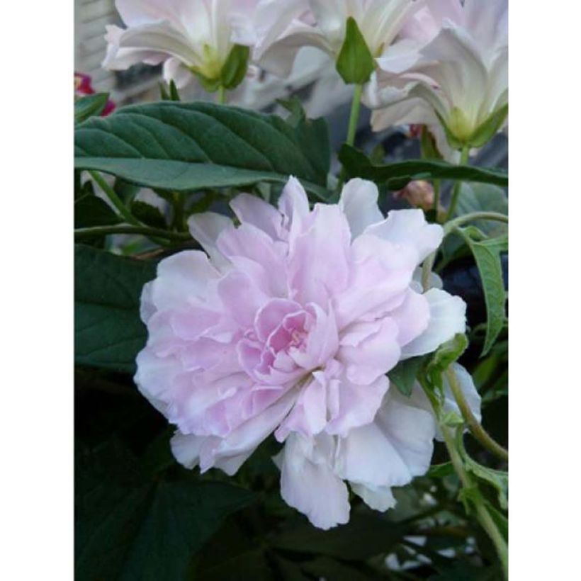 Calystegia hederacea Flore Pleno - Chinesische Zaunwinde (Flowering)