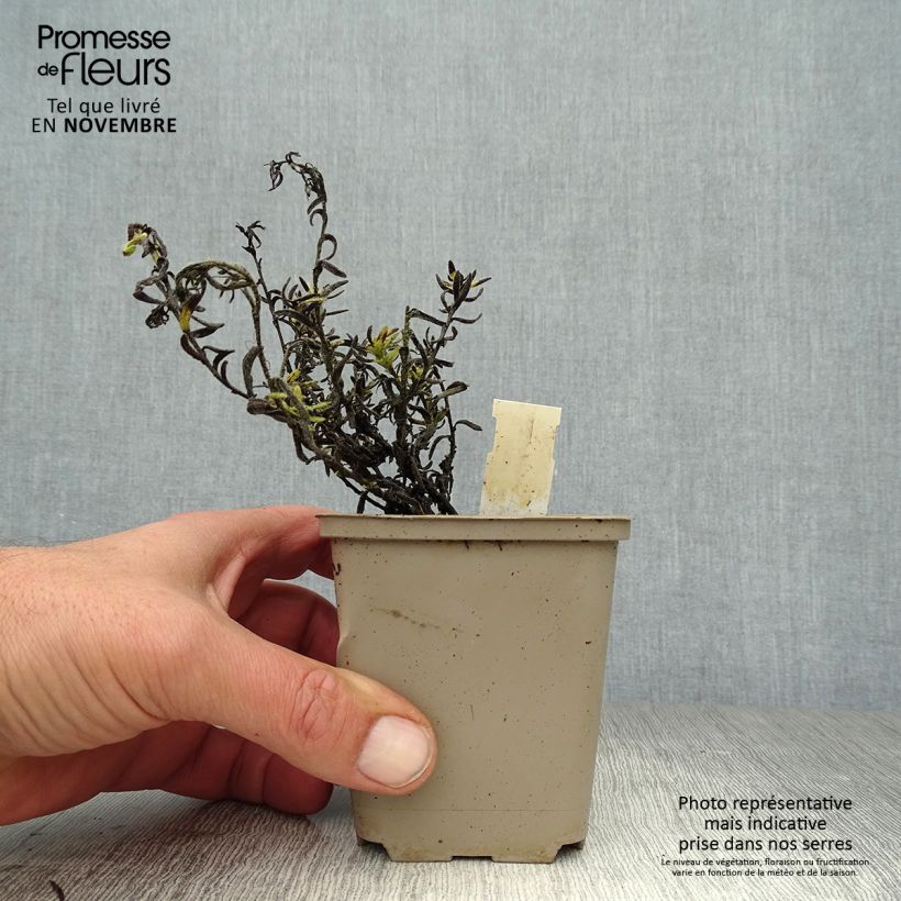 Example of Steinsame Cambridge Blue - Lithodora diffusa Kleine Töpfe von 8/9 cm as you get in automne