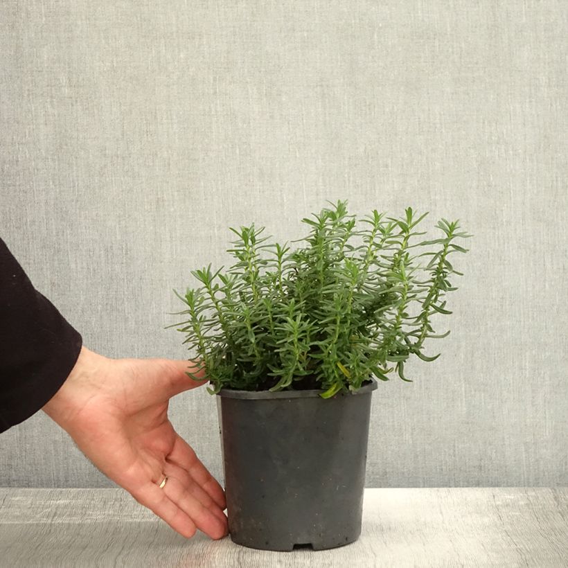 Example of Steinsame Heavenly Blue - Lithodora diffusa Topf mit 2L/3L as you get in automne